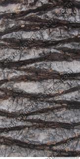 Photo Texture of Tree Bark 0002